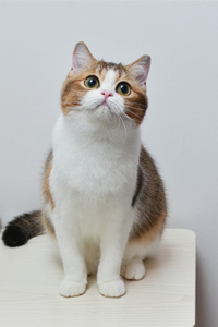 一脸可爱的米努特猫图片