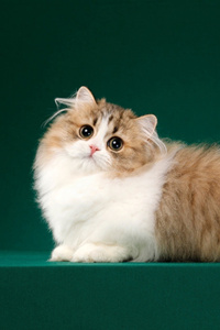 毛茸茸的短腿米努特猫图片
