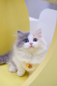 粉嫩的三花色的米努特猫图片