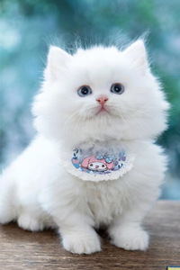戴着粉色围兜的米努特猫图片
