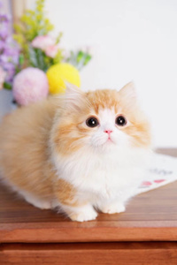 金色加白的幼小米努特猫图片