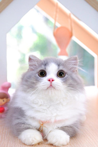 打扮漂亮的米努特猫图片