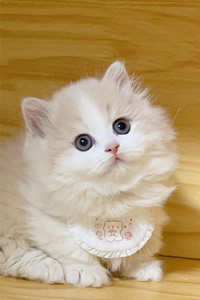 乖巧的趴在桌上的乳白色米努特猫图片