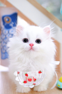 漂亮的纯白米努特猫图片