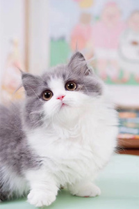 长相粉嫩的米努特猫图片