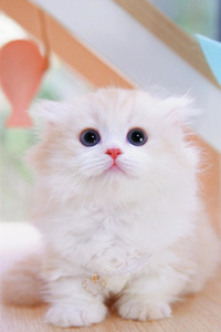 鼻子粉粉嫩嫩的米努特猫图片