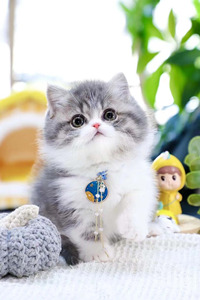 可爱的蓝白小奶猫——米努特猫图片