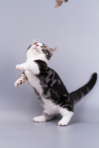 短腿猫：曼基康猫#宠物猫图片#可爱猫咪图片