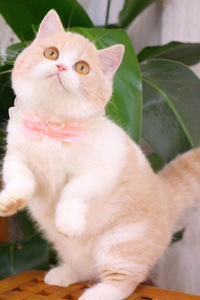 爱美的曼基康猫图片