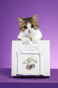 至今仍未被公认为独立品种的曼基康猫图片