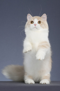 乳白色的曼基康猫图片