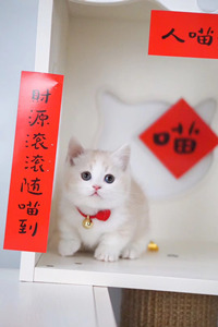乳白色超级萌的曼基康猫图片