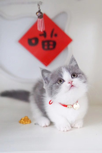 幼小的蓝白曼基康猫图片