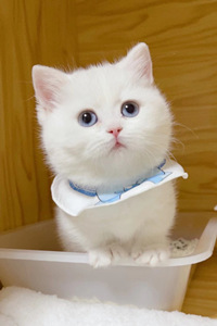 乖巧可爱的曼基康猫图片