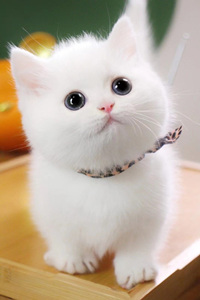 圆滚可爱的曼基康猫图片