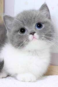 异瞳的曼基康猫图片