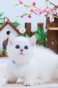 拥有一双深蓝色眼睛的曼基康猫图片
