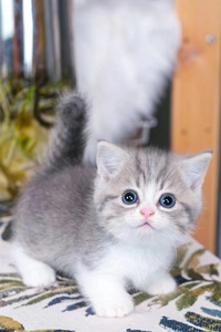 虎斑色的曼基康猫图片