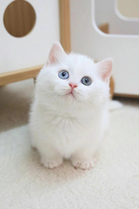 拥有一双灰色眼睛的曼基康猫图片