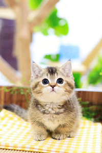 可爱的曼基康猫图片
