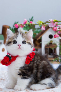 在花丛里的曼基康猫图片