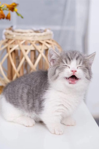 肖战的同款猫——曼基康猫图片