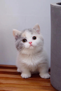 瞪着大眼珠子的曼基康猫图片