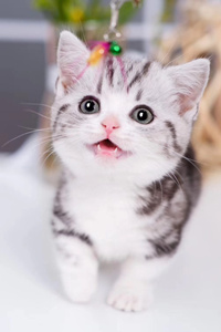 个性温驯的曼基康猫图片