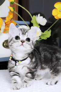 猫届的霍比特人——曼基康猫图片