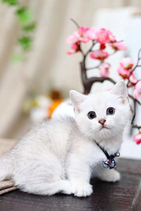 银渐层小奶猫——曼基康猫