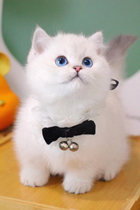 漂亮的曼基康猫图片