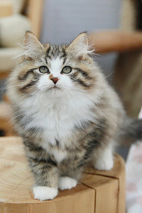 喜欢磨爪子的西伯利亚猫图片