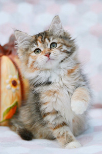 十分灵活的西伯利亚猫图片