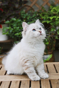 培养西伯利亚猫的野外生存能力