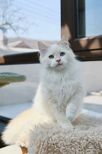 西伯利亚猫的足掌特征