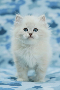 西伯利亚猫的体重多少？