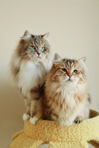 俄罗斯国猫——西伯利亚猫图片