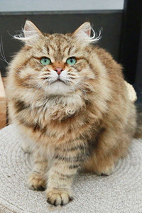适合猫过敏体制的爱猫人士饲养的西伯利亚猫图片
