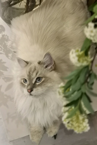 一脸慈祥的西伯利亚猫图片