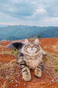 解放天性的西伯利亚猫图片