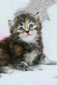 西伯利亚猫（西伯利亚森林猫）和缅因猫的区别