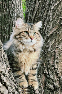 毛色多样的西伯利亚猫图片