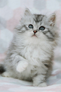 虎斑色的西伯利亚猫图片
