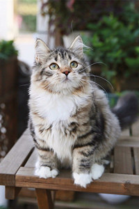 猫种的战斗机——西伯利亚猫图片