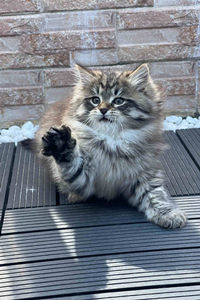 开怀大笑的西伯利亚猫图片