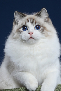 布偶猫怎么分辨蓝双和海双？