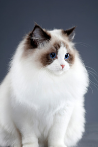 毛绒绒的美丽的布偶猫图片
