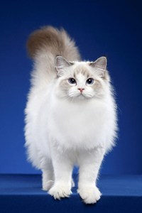 布偶猫有什么遗传病？