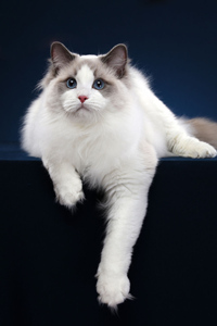 英俊潇洒的布偶猫图片