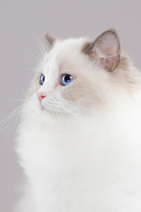 非常理想的家庭宠物——布偶猫图片